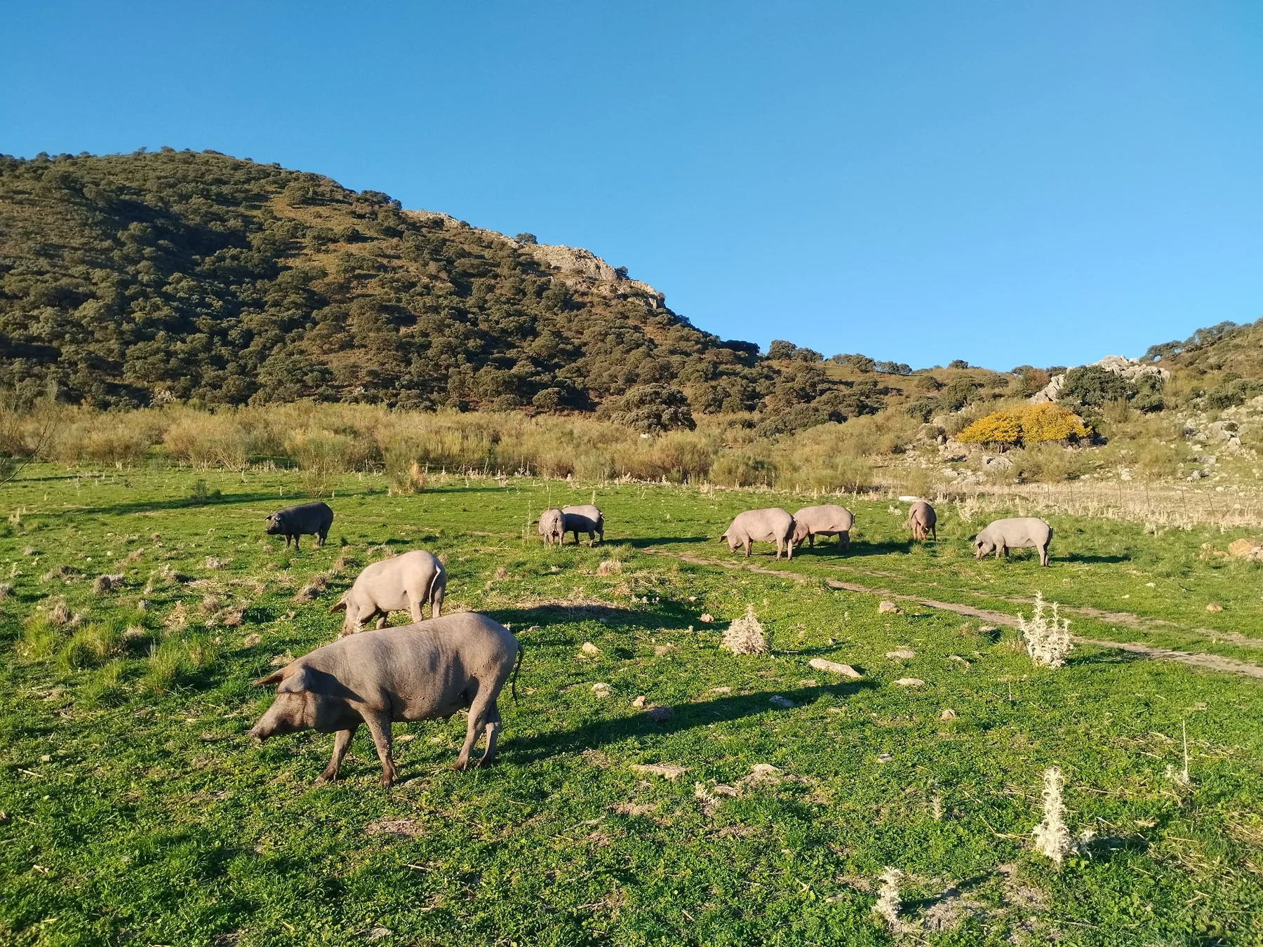 Los pastos verdes y los animales de la finca Maraver